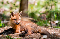 Fox kits