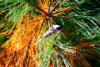 Birds - Other