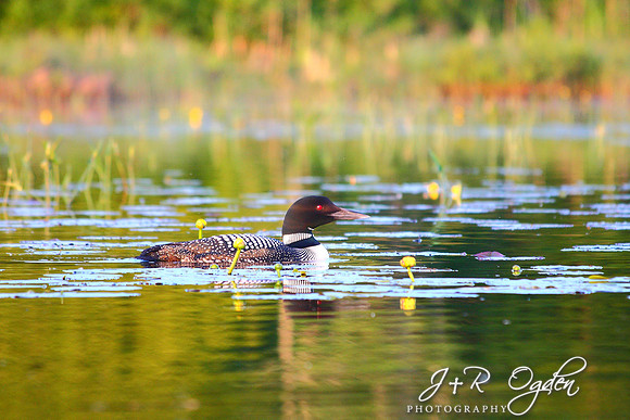 Common Loon