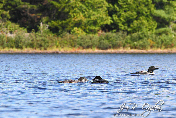 Baby loon being fed fish