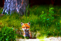 Fox