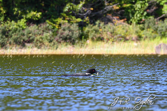 Common Loon