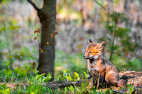 Fox Kits