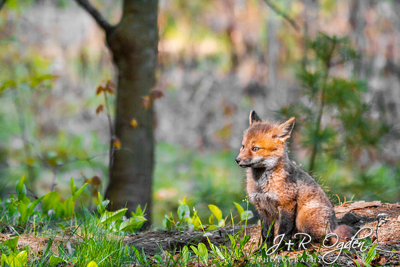 Fox Kits