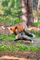 Vixen cleaning her kits