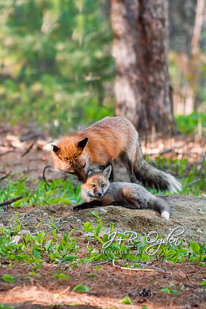 Vixen cleaning her kits
