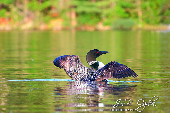 Common Loon