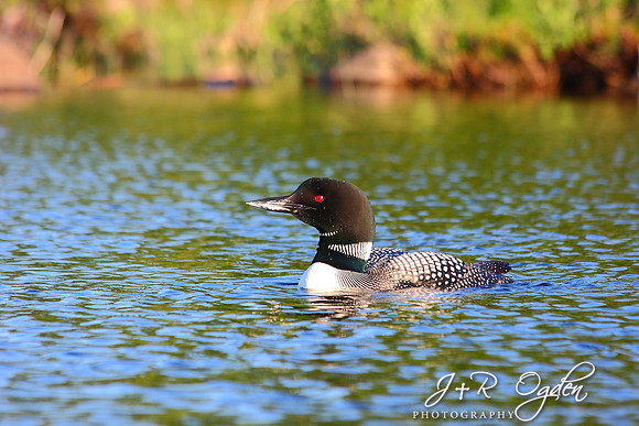 Common Loon