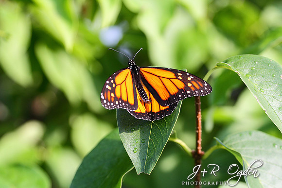 Monarch butterfly