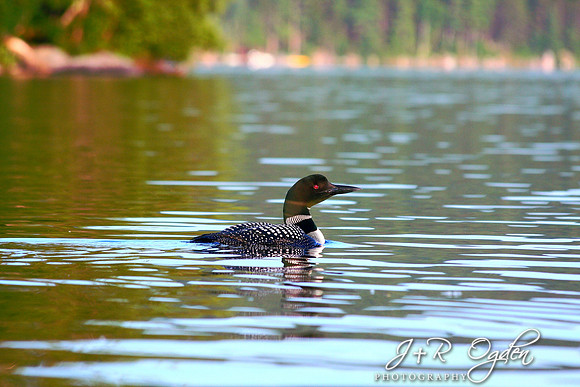 Common Loon