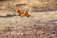 Red Fox
