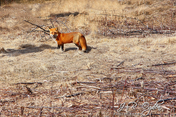 Red Fox