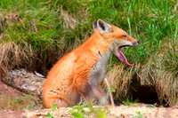 Young Red Fox