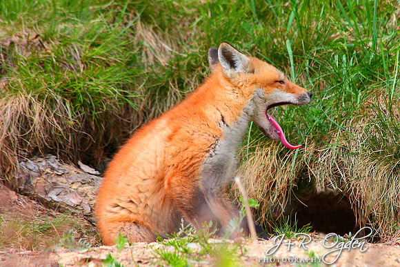 Young Red Fox