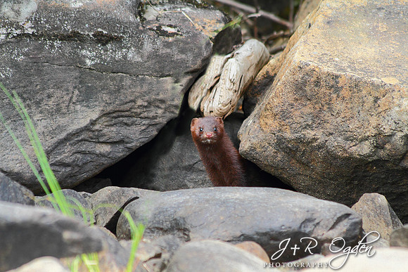 Mink