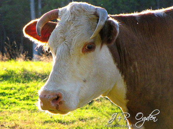 Cow on a Farm