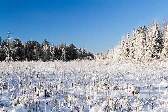 Fresh snow storm - Snow covered trees