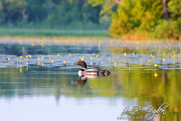 Common Loon
