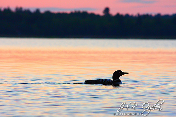 Common Loon