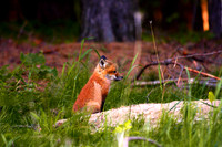 Young Red Fox