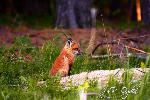 Young Red Fox