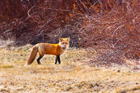 Red Fox