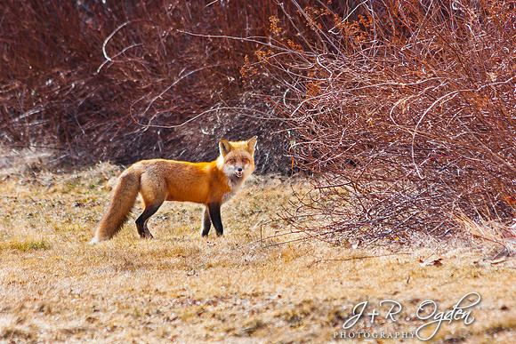 Red Fox