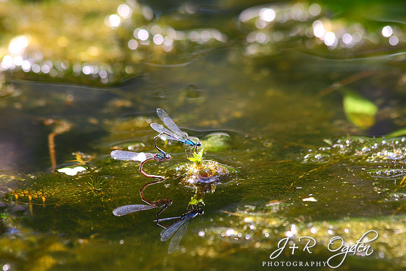 Dragon Flies