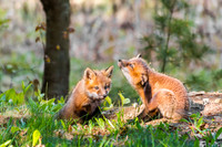 Fox Kits