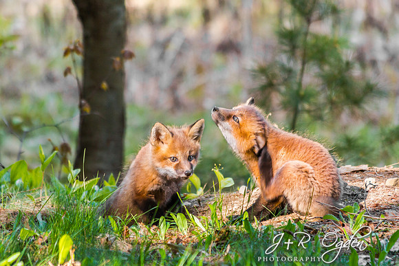 Fox Kits